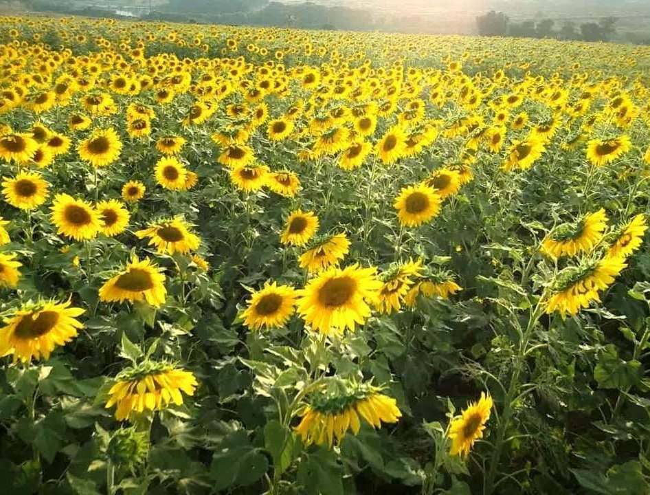 Campo dos Girassóis