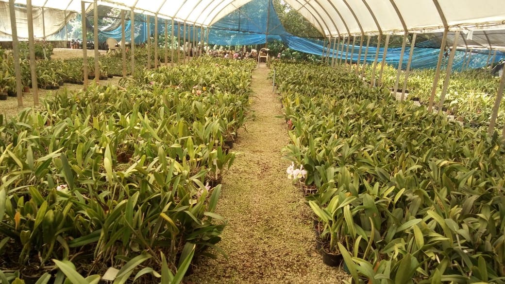 Orquidário Sergio