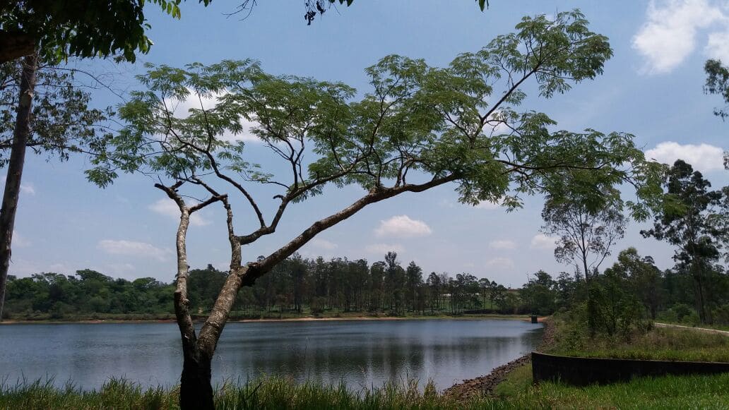 Horto Florestal de Sumaré
